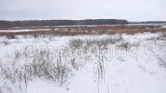 冬田干草中的雪自然景观美的底色视频的预览图