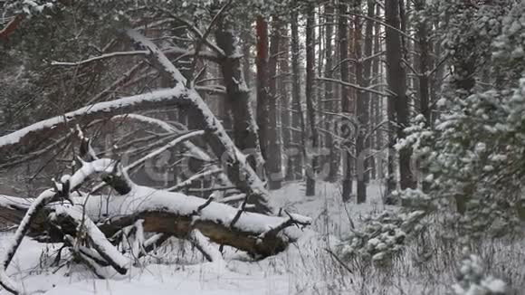 冬林自然松林雪景美丽冬圣诞树背景视频的预览图