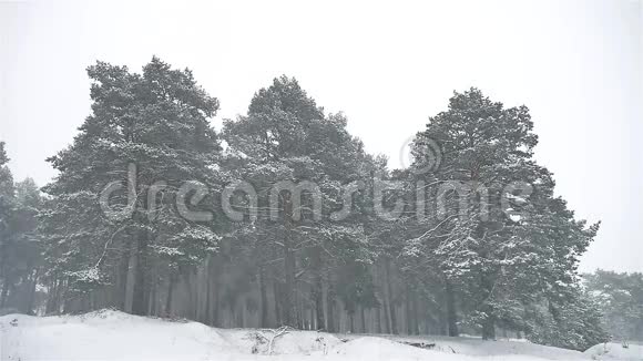 暴风雪森林自然雪暴风雪冬季圣诞树和松林景观视频的预览图
