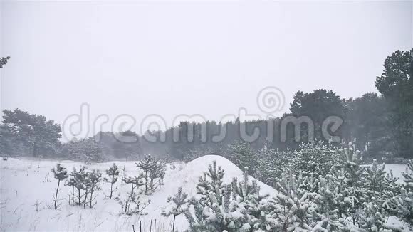 暴风雪森林雪暴冬天圣诞树和松树自然森林景观视频的预览图