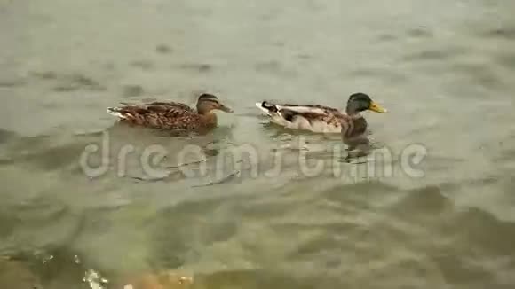 鸭子在水的背景下视频的预览图