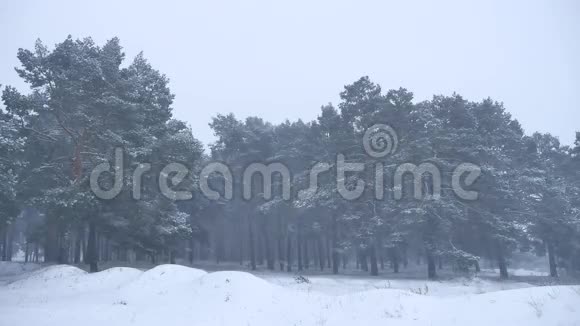 美丽的圣诞暴雪树在冬季景观自然傍晚在雪景视频的预览图