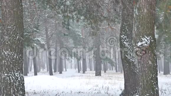 美丽的暴风雪圣诞树冬季景观晚自然的雪景视频的预览图