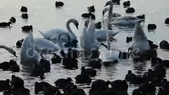 湖上有蓝色水背景的天鹅视频的预览图