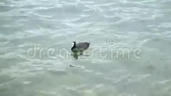 鸭子在水的背景下视频的预览图
