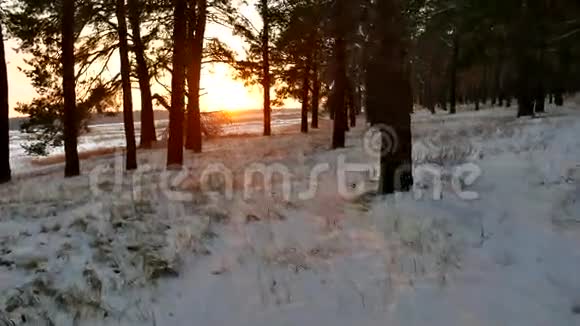 冬阳森林景观圣诞阳光树美丽的太阳冬天的森林雪眩光视频的预览图