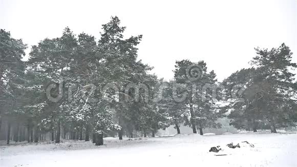 大自然中的暴风雪冬天树林里下雪圣诞树和松林景观视频的预览图