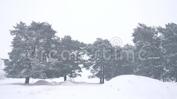 大自然的暴风雪树林里的暴风雪冬天圣诞树和松林景观视频的预览图