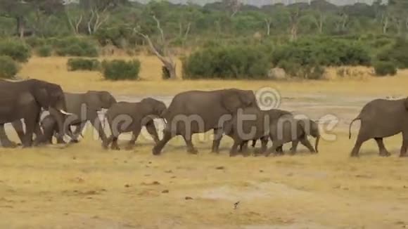 一群非洲象在水洞里出没视频的预览图