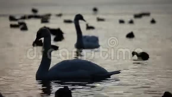 湖上有蓝色水背景的天鹅视频的预览图