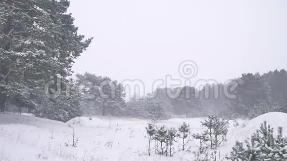 美丽的圣诞树暴风雪冬季景观自然傍晚在雪景视频的预览图
