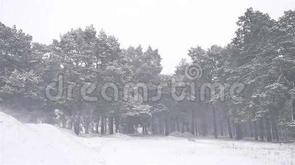 大自然暴雪森林暴雪冬天圣诞树和松林景观视频的预览图