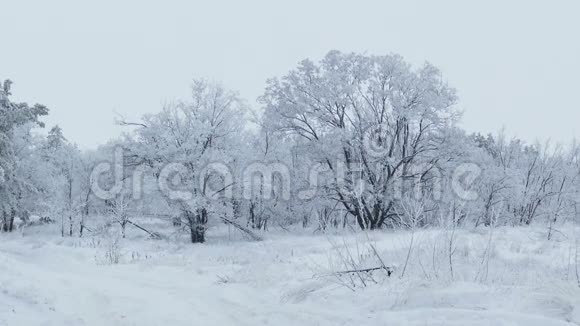 雪中树木的美丽森林性质视频的预览图