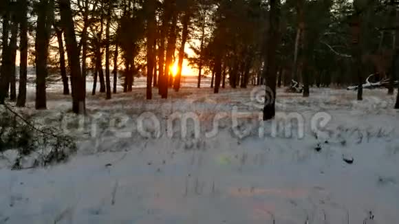 冬阳景林圣诞阳光树美丽的太阳冬天的森林雪眩光视频的预览图
