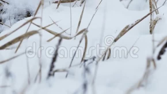 雪风干草冬季自然场视频的预览图