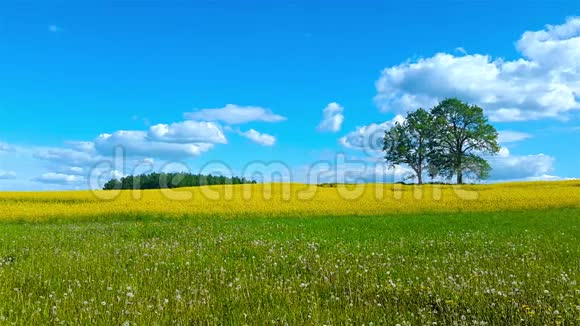 美丽的草地夏季景观视频的预览图