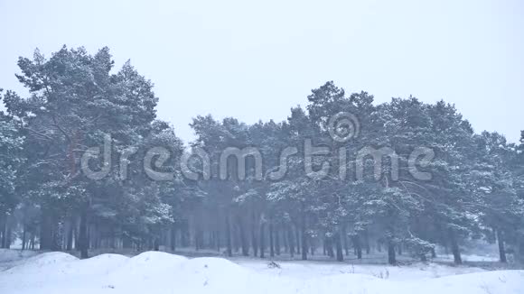 美丽的圣诞暴雪树冬季景观傍晚在雪景中的大自然视频的预览图