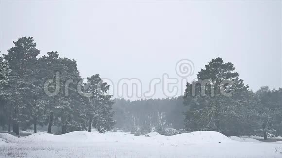 暴风雪暴风雪树林冬天下雪圣诞树和自然松林景观视频的预览图