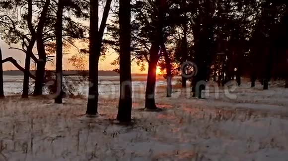 冬季傍晚森林和阳光景观阳光圣诞树美丽的冬林雪刺眼的阳光视频的预览图