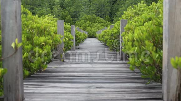 红树林带木步道视频的预览图