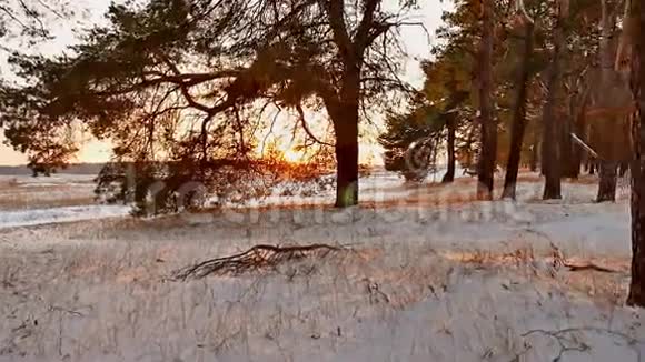 冬林和阳光景观圣诞树美丽的太阳冬天的森林雪刺眼的阳光视频的预览图