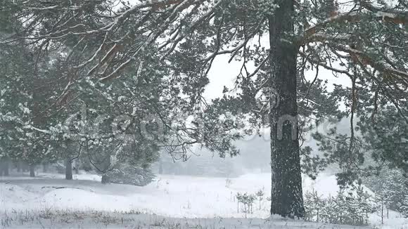 暴风雪森林自然暴雪冬天圣诞树和松林景观视频的预览图