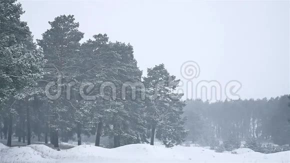 暴风雪森林暴雪冬天圣诞自然树和松林景观视频的预览图