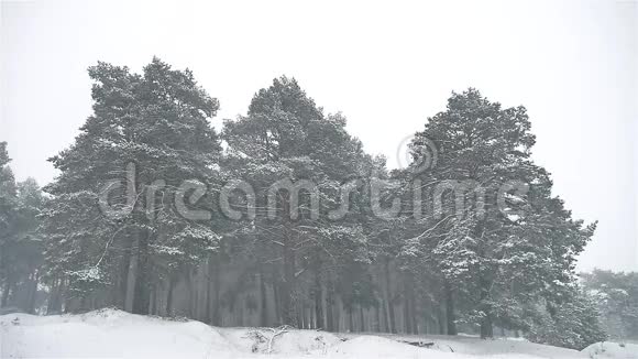 暴风雪自然森林雪暴风雪冬季圣诞树和松林景观视频的预览图
