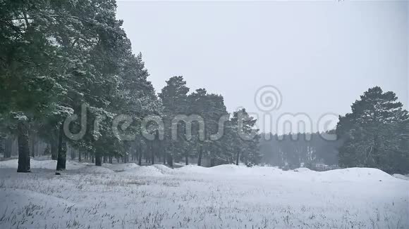 暴风雪暴风雪树林冬天下雪圣诞树和松林自然景观视频的预览图