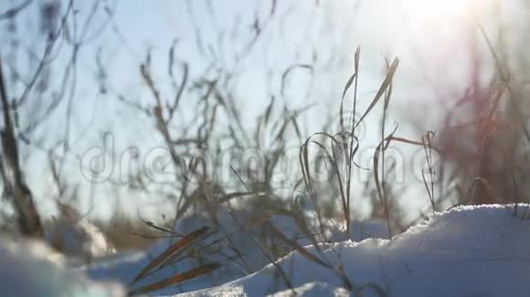干燥的草在风中摇曳冬天白雪皑皑的自然景观视频的预览图
