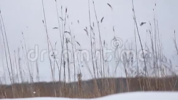 干燥的草在风中摇曳白雪皑皑冬日的自然田野美丽的风景视频的预览图
