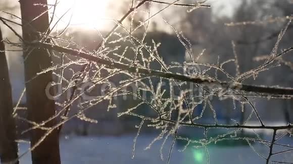 冰冻的树枝阳光阳光美丽的阳光冬天的风景视频的预览图