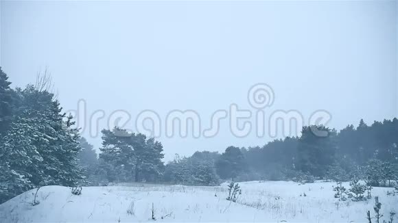 暴风雪森林冬季暴风雪圣诞树和自然松林景观视频的预览图