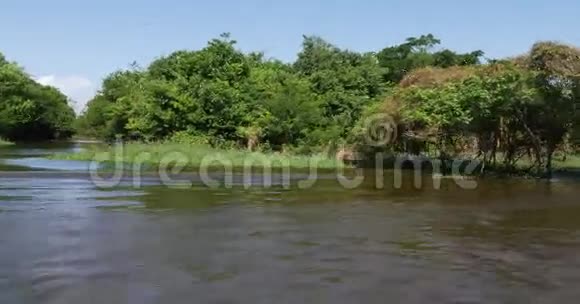 南美洲亚马逊的湿地视频的预览图