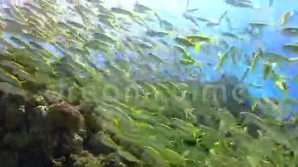 珊瑚礁黄鱼的浅滩视频的预览图