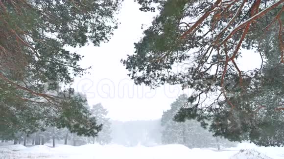 美丽的暴雪圣诞树在冬季景观自然的深夜雪景视频的预览图