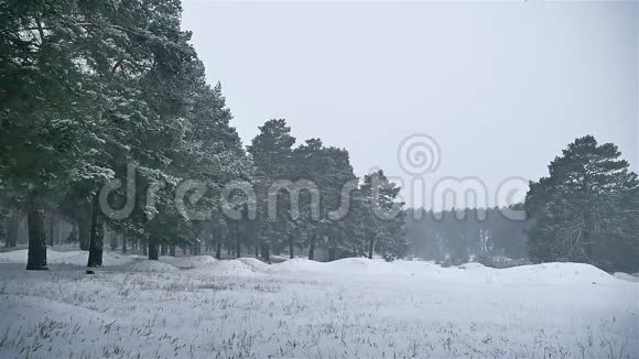 暴风雪森林暴雪冬天圣诞树和松林景观自然视频的预览图