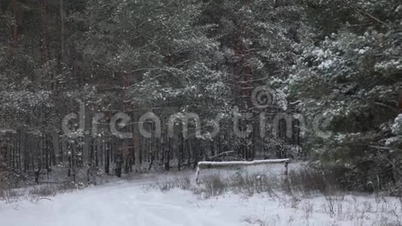 冬季树顶在雪冬森林自然景观圣诞树美丽的背景视频的预览图