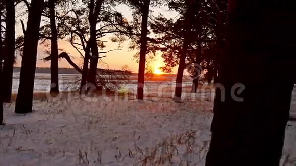 冬林和阳光景观阳光圣诞树美丽的冬林雪刺眼的阳光视频的预览图