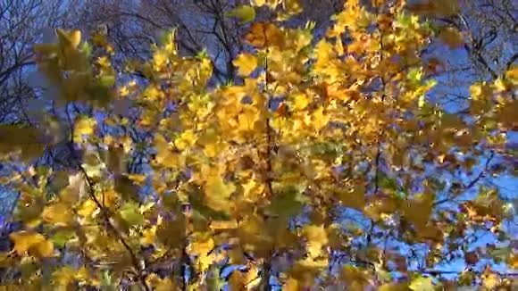 秋树叶堆视频的预览图