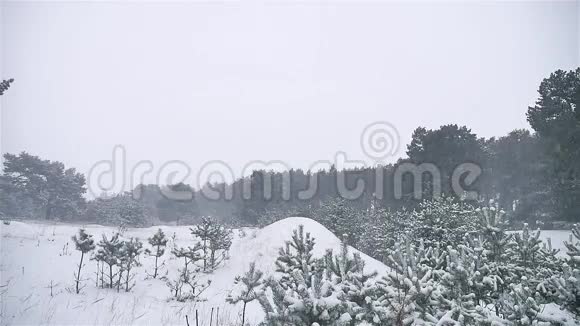 暴风雪森林雪暴冬天圣诞树和松林自然景观视频的预览图