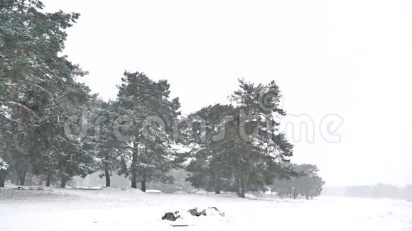 美丽的暴雪圣诞树在冬季景观傍晚雪自然景观视频的预览图
