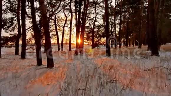 冬季森林和阳光景观圣诞树美丽的冬季森林阳光雪地阳光耀眼视频的预览图