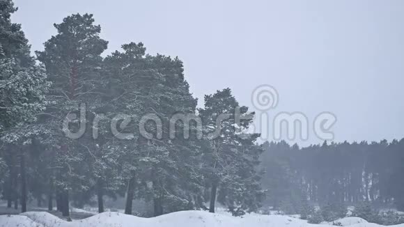 美丽的圣诞暴雪自然树冬季景观傍晚在雪景视频的预览图
