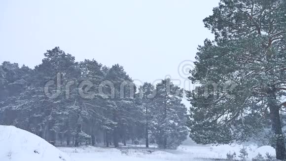 美丽的圣诞暴雪树冬季景观傍晚自然在雪景视频的预览图