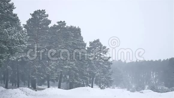 暴风雪森林暴雪冬天圣诞树和松树自然森林景观视频的预览图