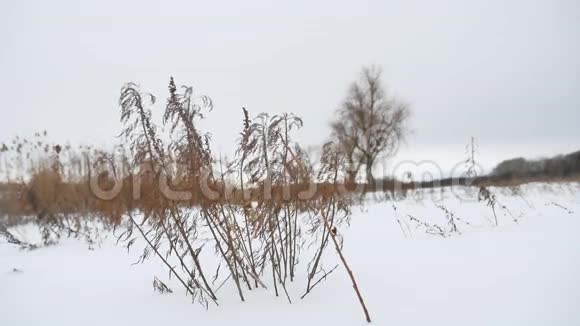 冬天干燥的草在风中摇曳雪景自然视频的预览图