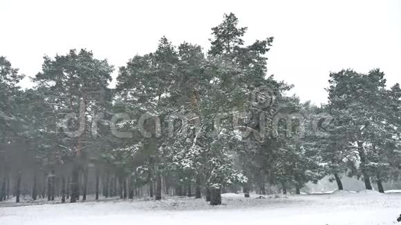 森林中的暴风雪冬天下雪圣诞树和松林景观视频的预览图