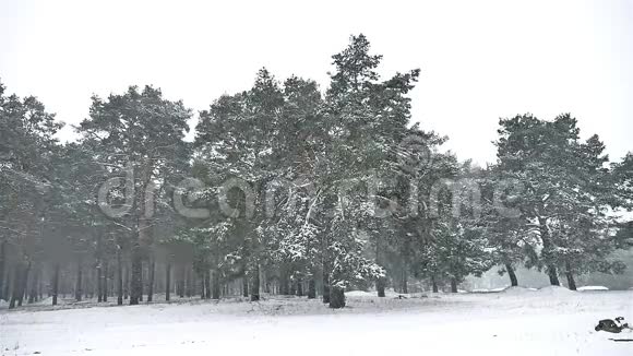 雪灾森林自然暴雪冬季降雪圣诞树松林景观视频的预览图