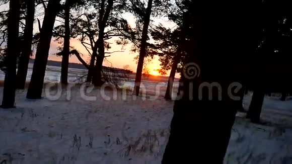 冬季森林和阳光傍晚景观太阳圣诞树美丽的冬日森林雪光灿烂视频的预览图